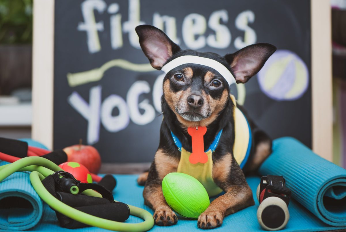 Gym pour chien – Gym pour votre animal canin